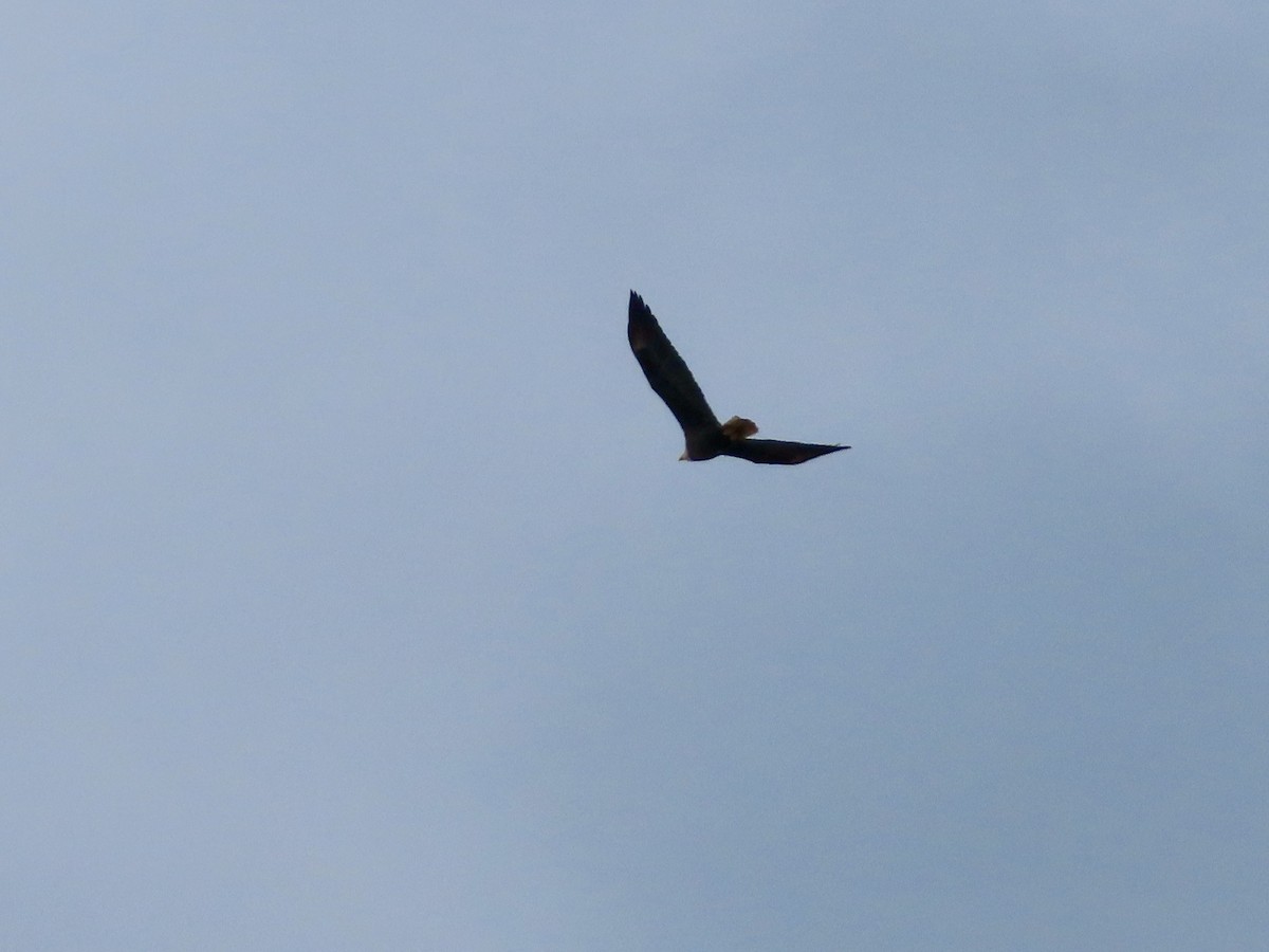 Bald Eagle - Sara Griesemer