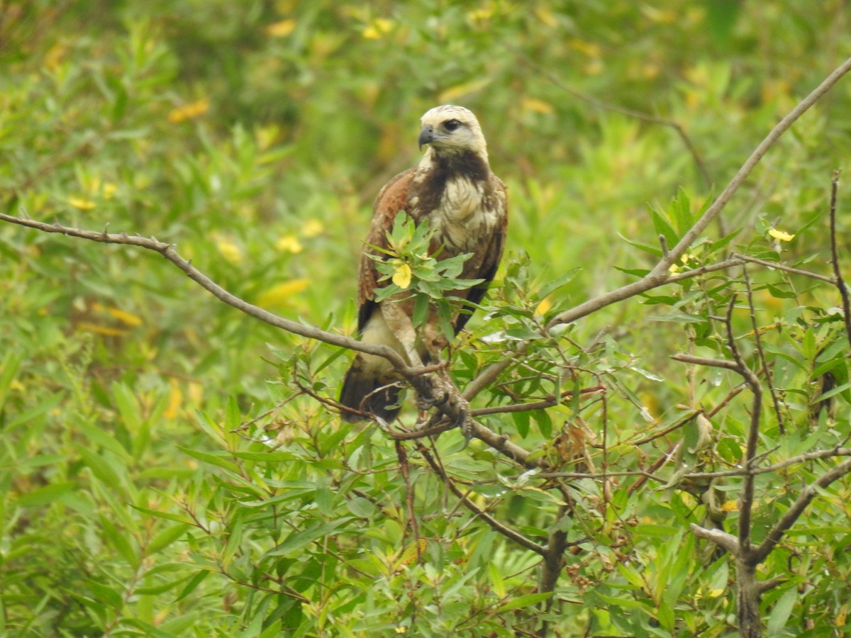 Black-collared Hawk - Justin Harris