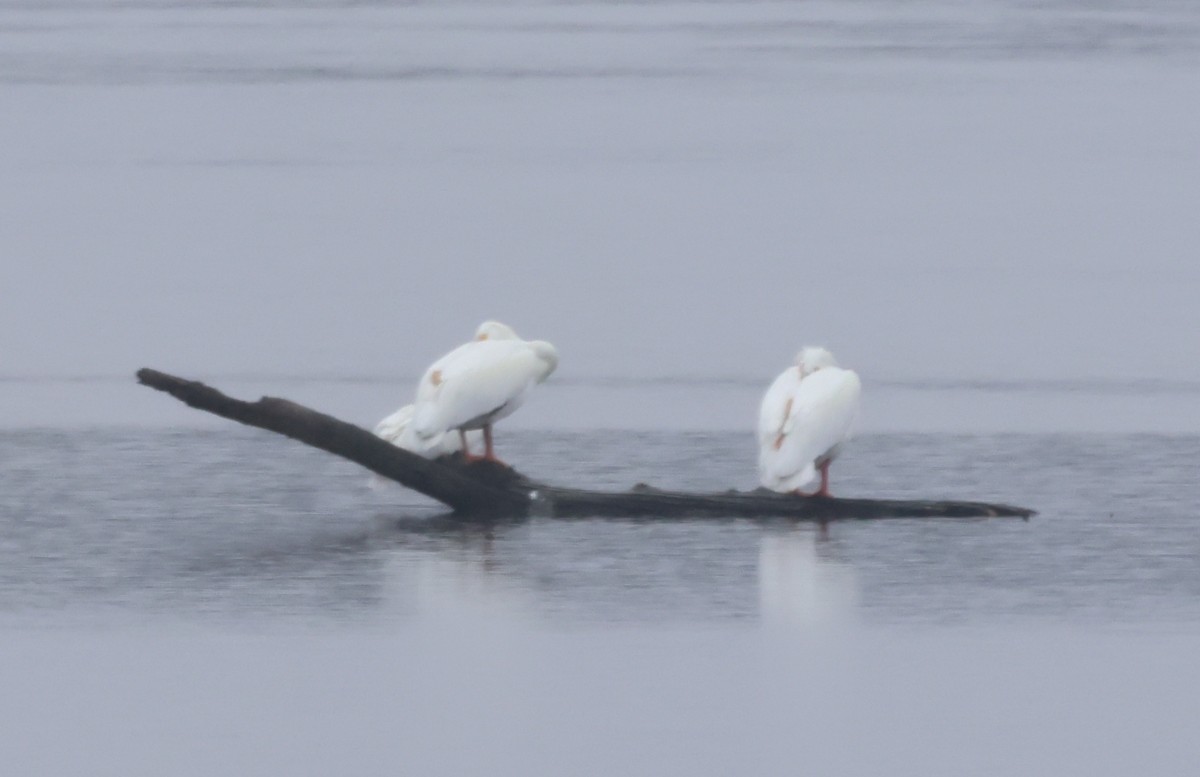 American White Pelican - Rodney Schmidt