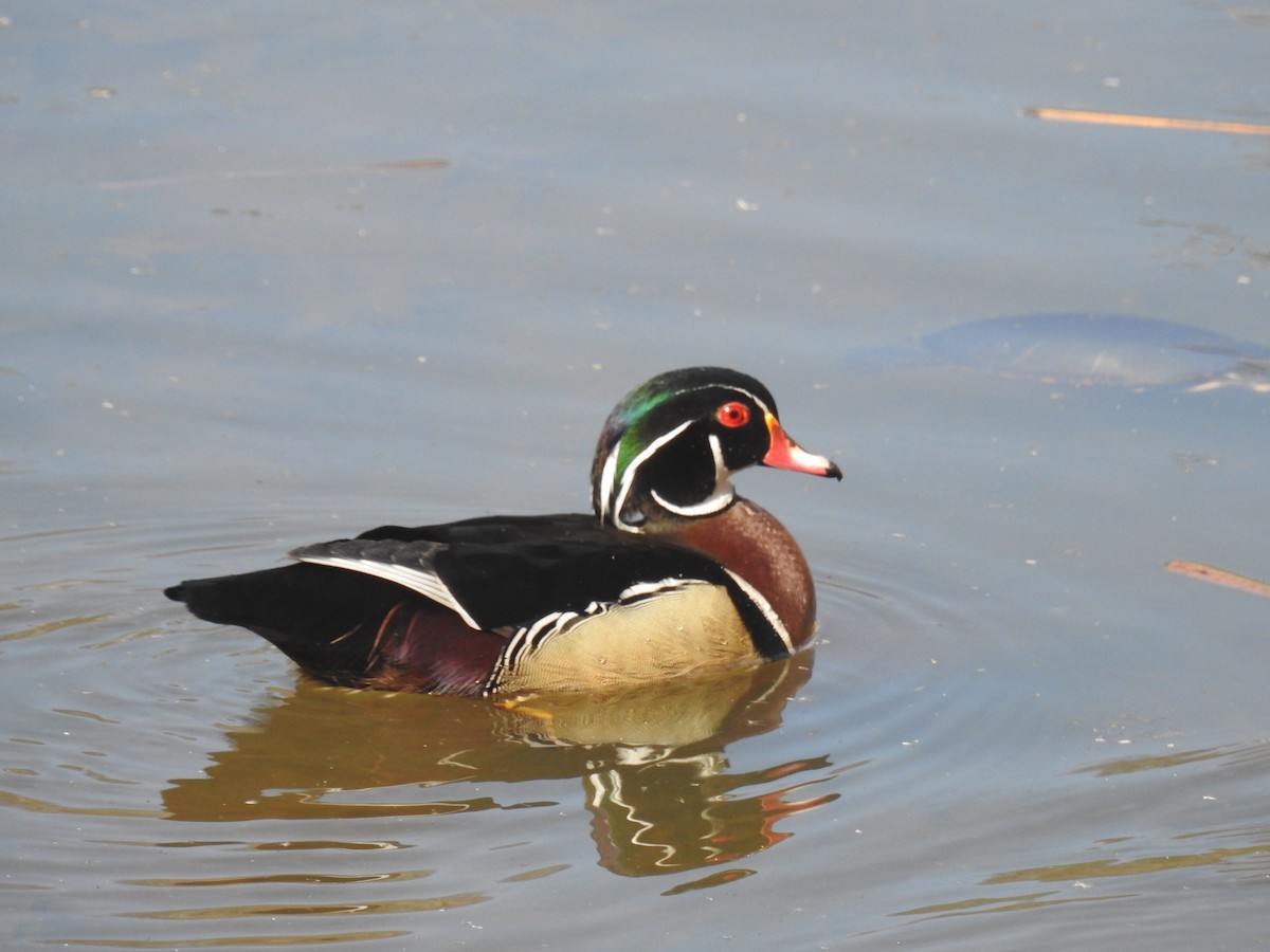 Wood Duck - ML617528038