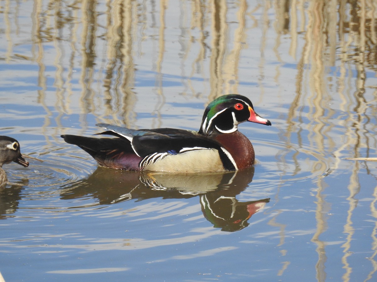 Wood Duck - ML617528040