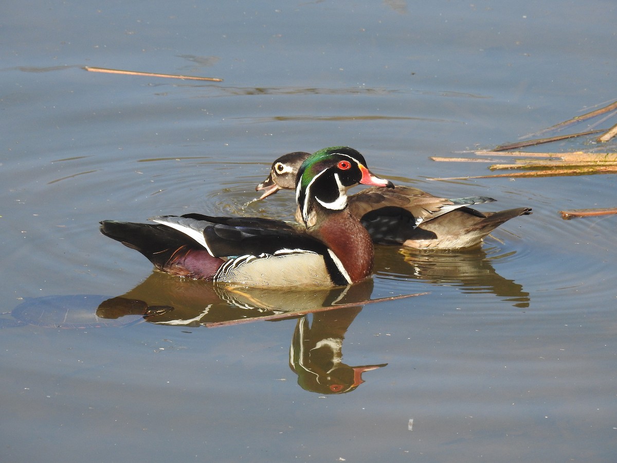 Wood Duck - ML617528042