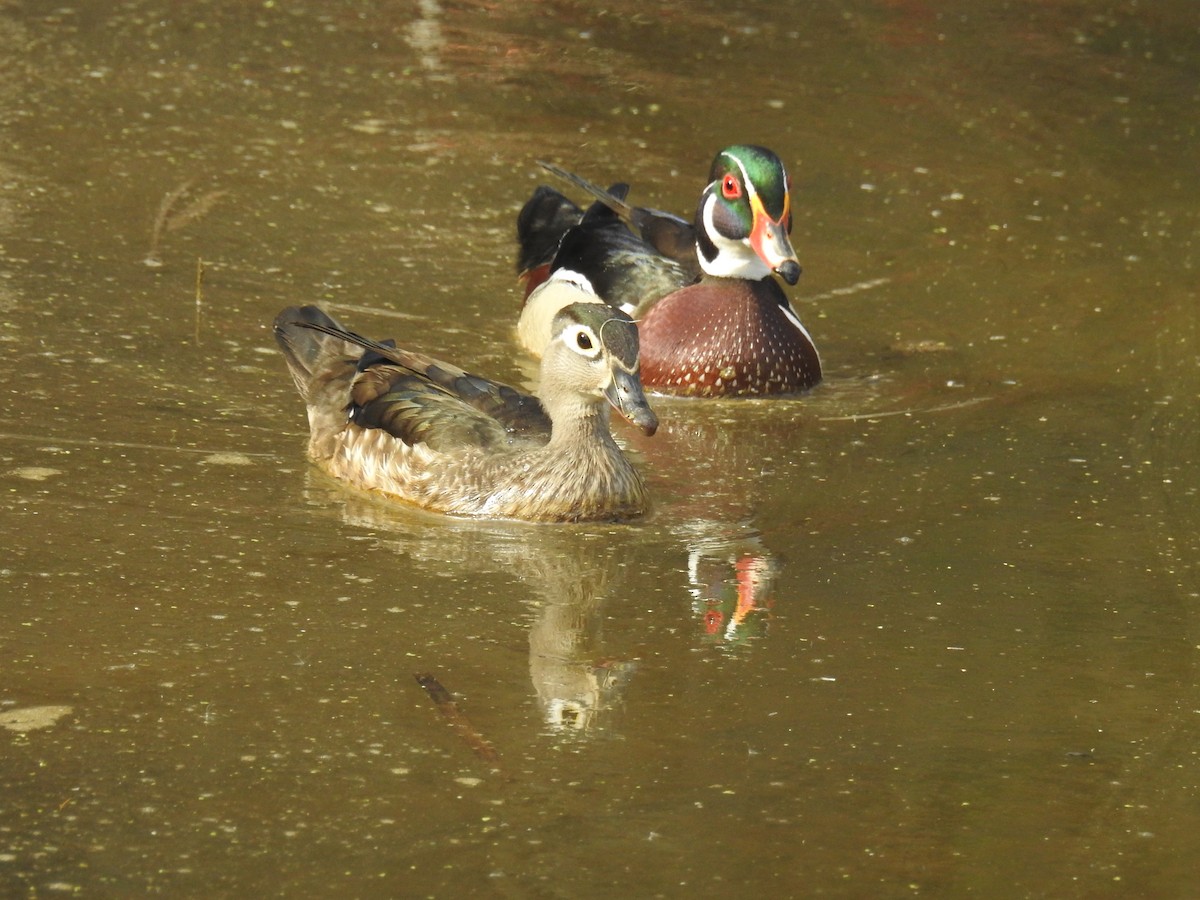 Wood Duck - ML617528046