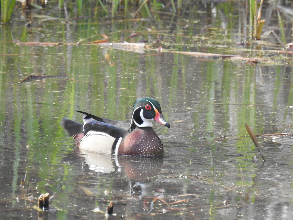 Wood Duck - ML617528047