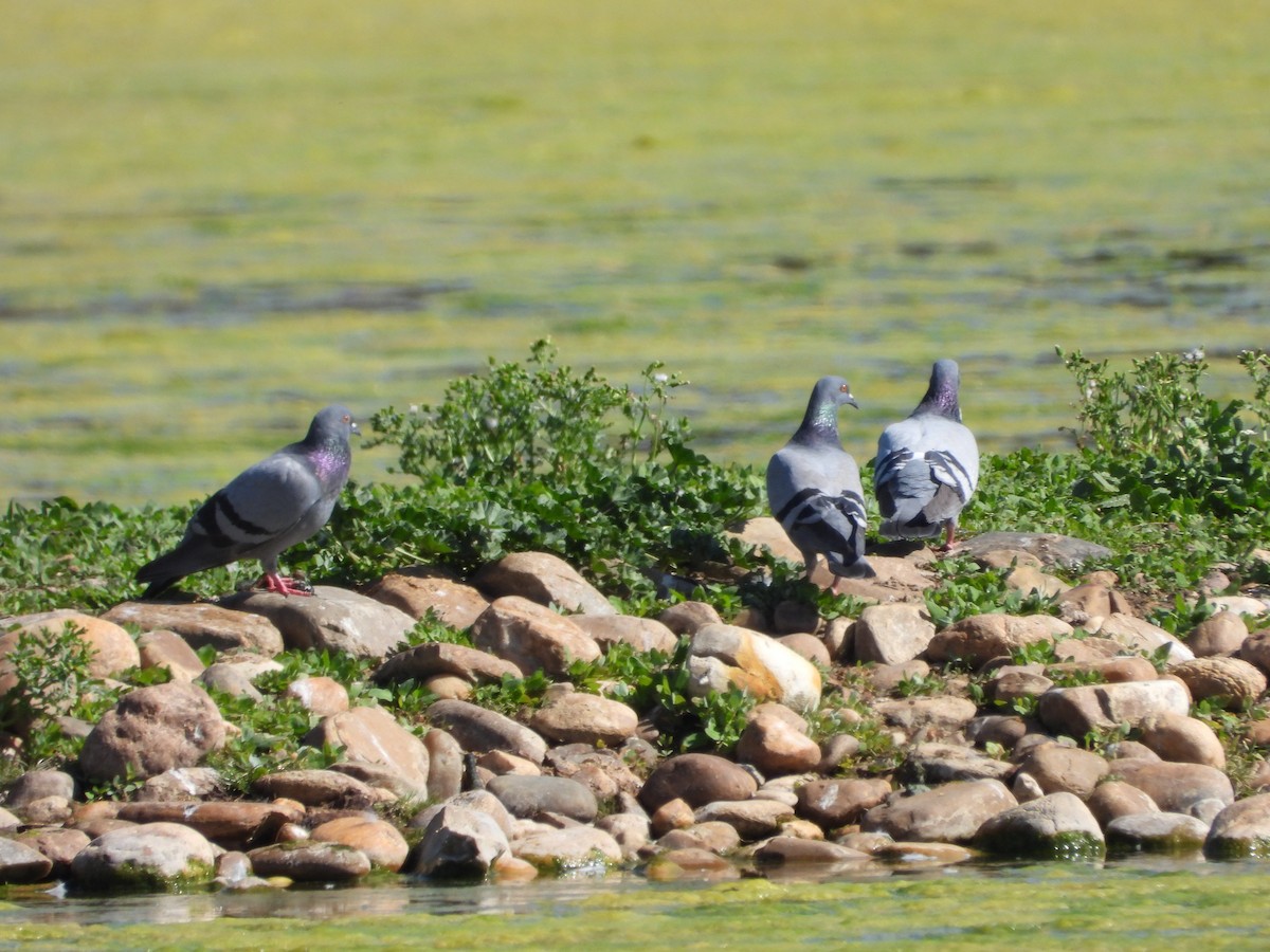 Rock Pigeon - ML617528074