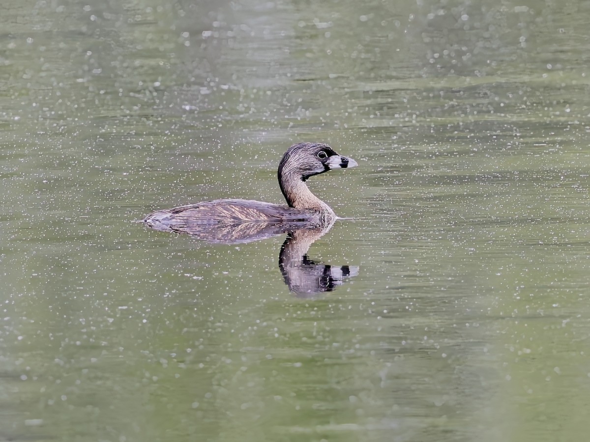 Pied-billed Grebe - ML617528089