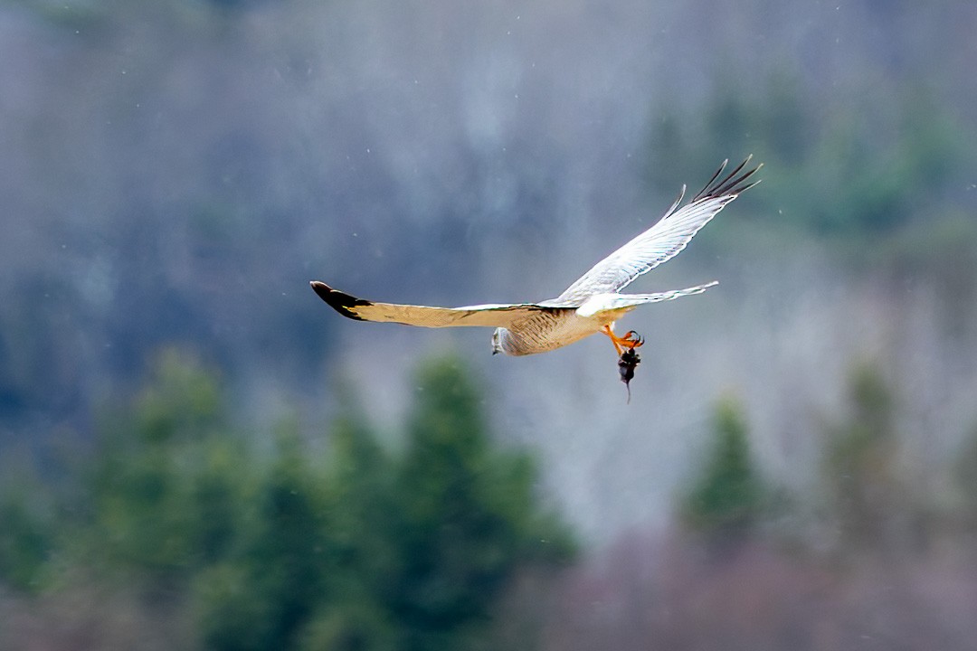 Northern Harrier - ML617528222