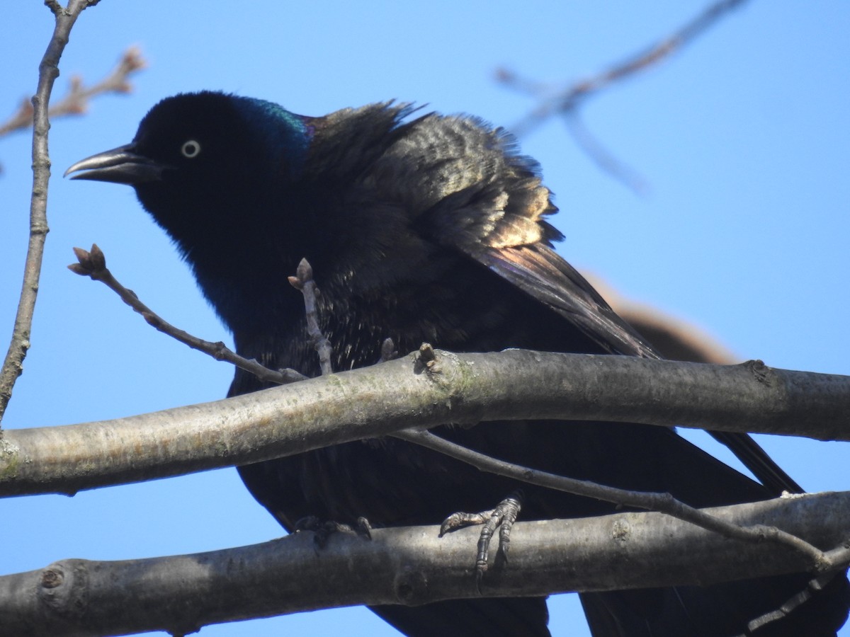 Common Grackle - ML617528234