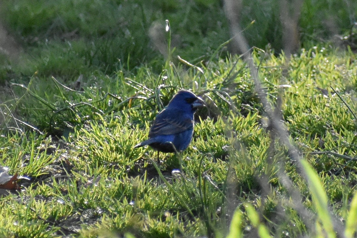 Blue Grosbeak - ML617528372