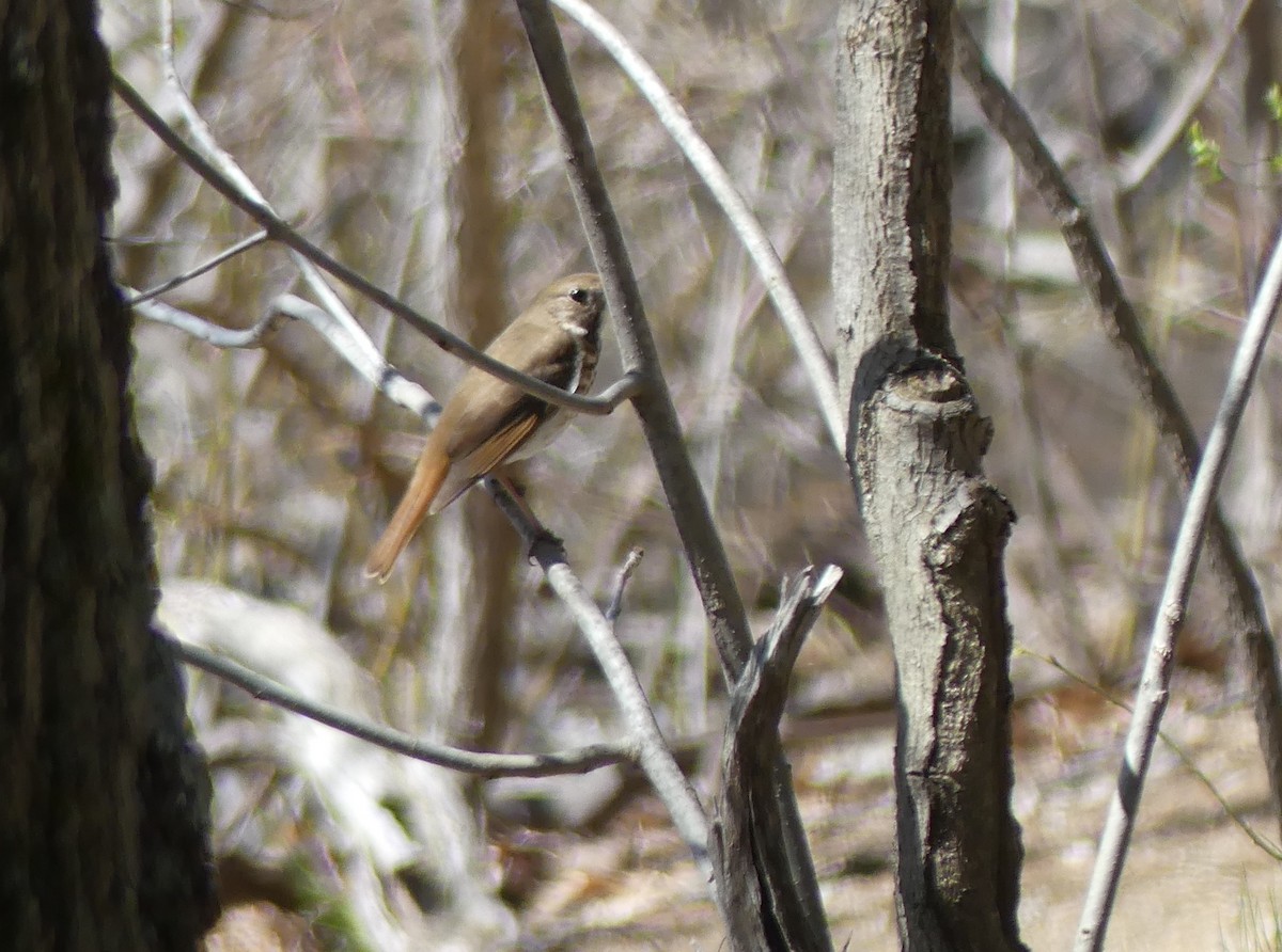 Hermit Thrush - Jim Guion