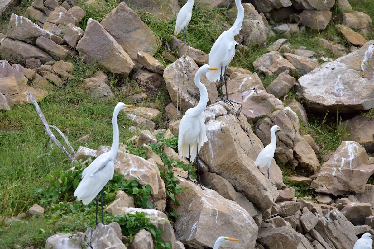 Great Egret - ML617528422