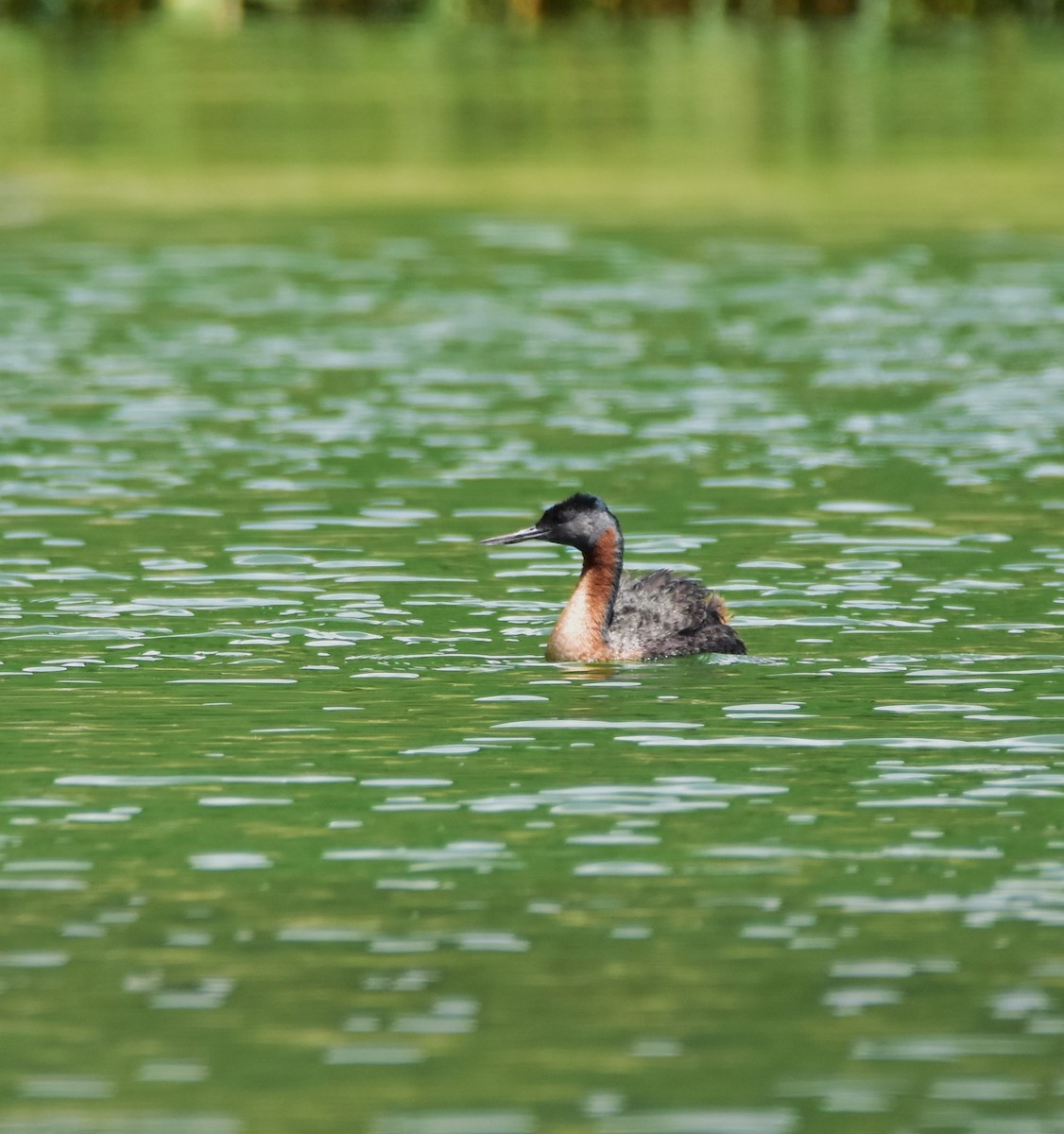 Great Grebe - Pia Minestroni