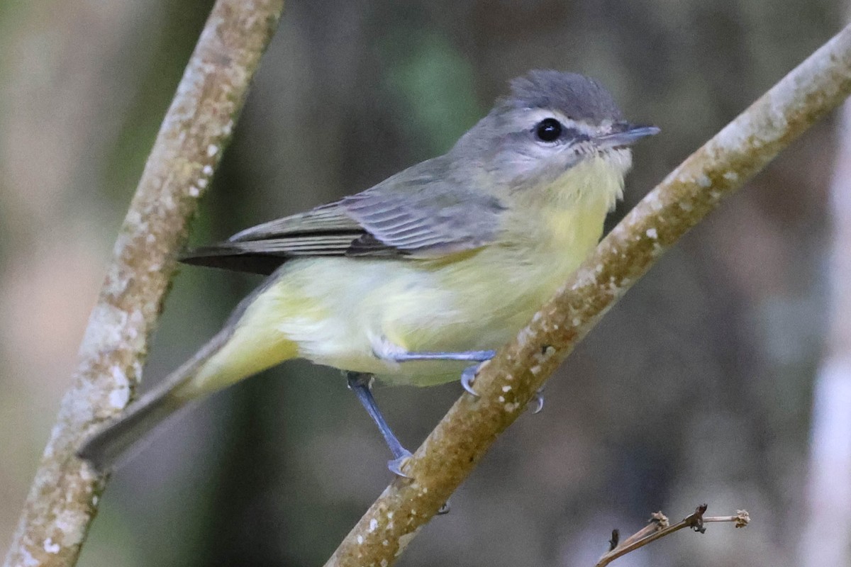 Vireo de Filadelfia - ML617528518