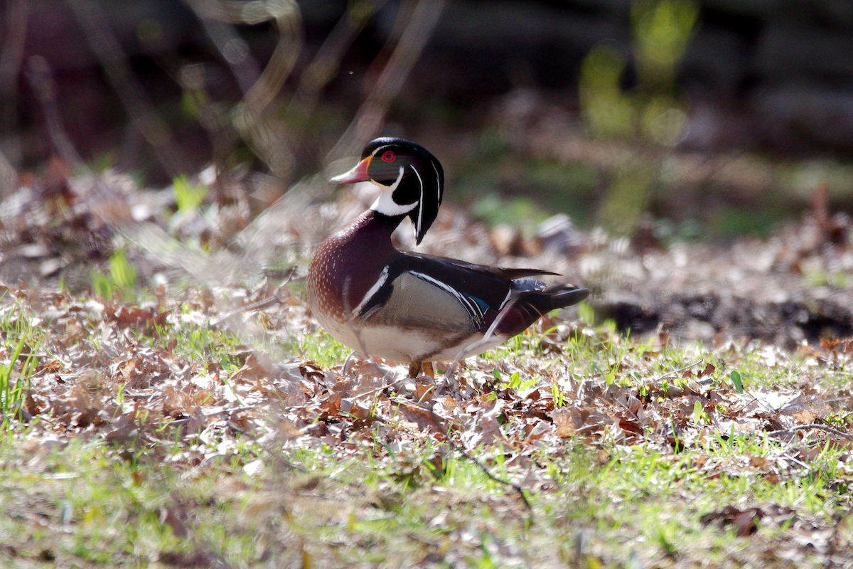 Wood Duck - Maurice Thibaudeau