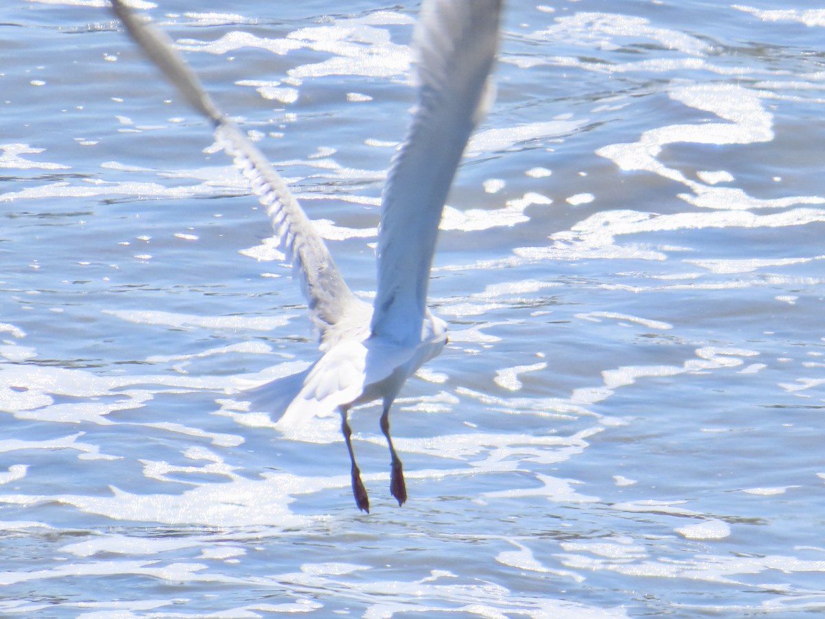 Herring Gull - ML617528604