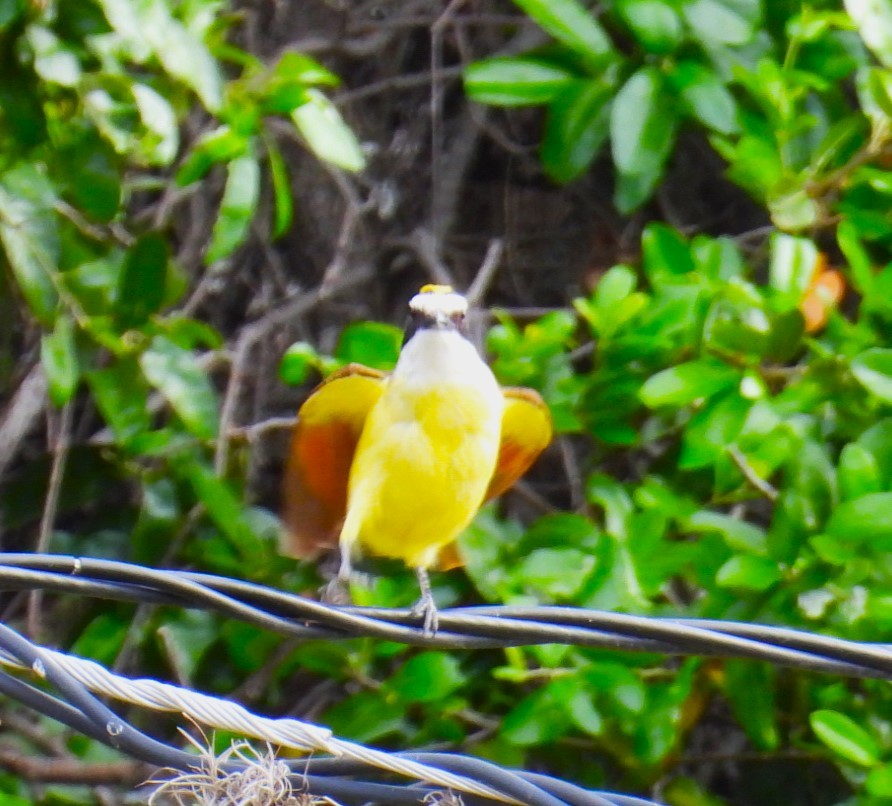 Great Kiskadee - ML617528608