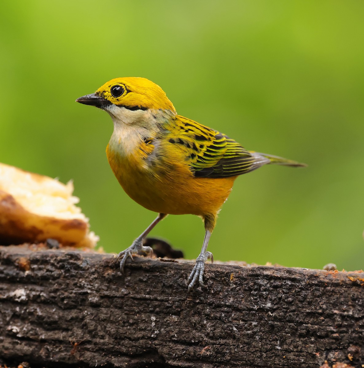 Silver-throated Tanager - Natalie Carusillo