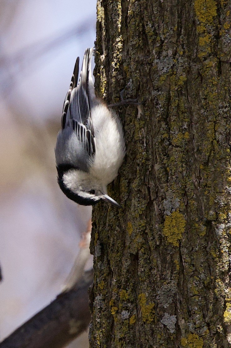 White-breasted Nuthatch - ML617528676