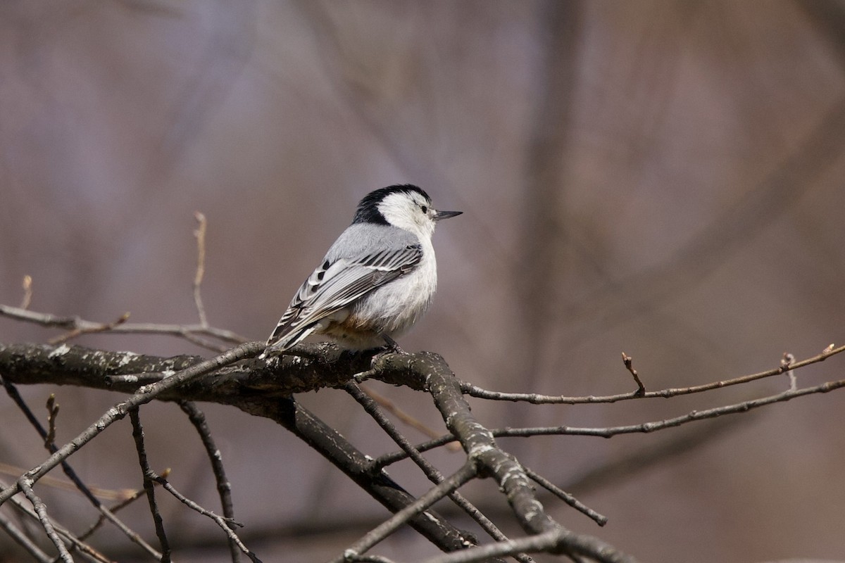 White-breasted Nuthatch - ML617528677
