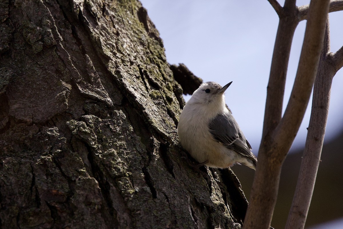 White-breasted Nuthatch - ML617528678