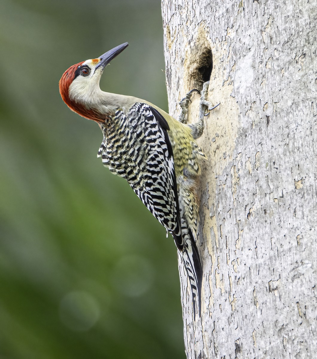 West Indian Woodpecker - Phil Riebel