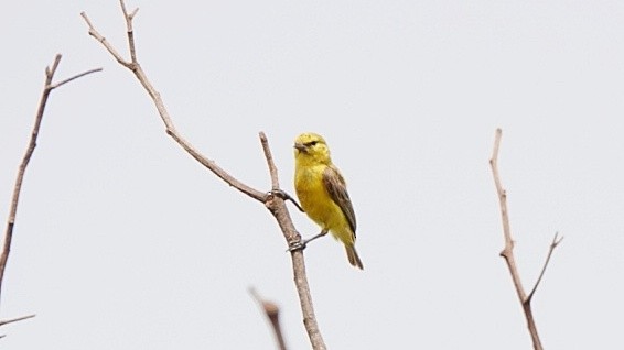 Yellow Penduline-Tit - ML617528727