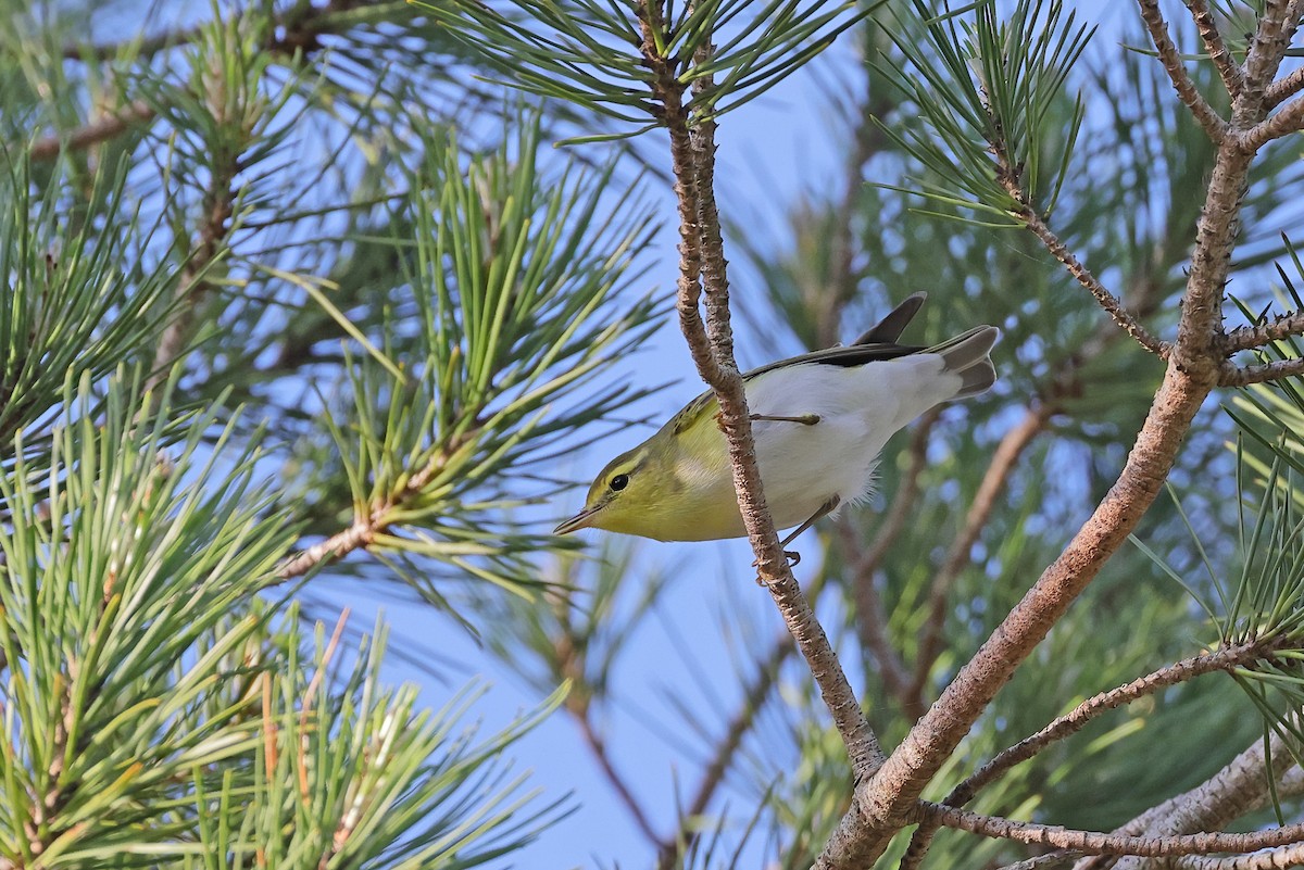 Pouillot siffleur - ML617528732