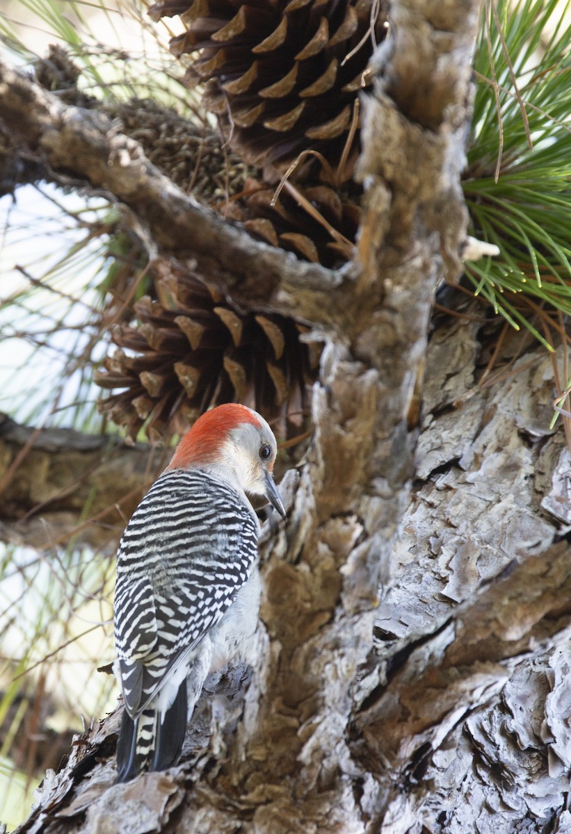 Red-bellied Woodpecker - ML617528734