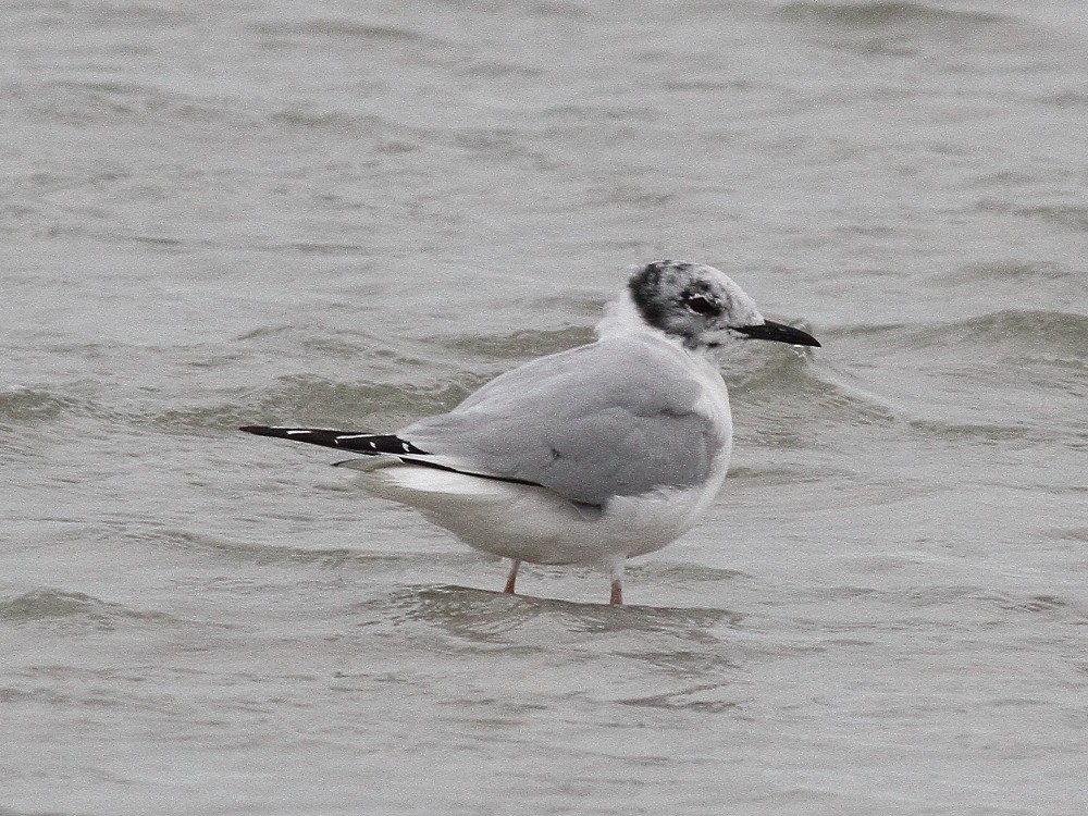 Bonaparte's Gull - ML617528781