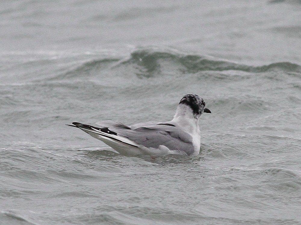 Bonaparte's Gull - ML617528784