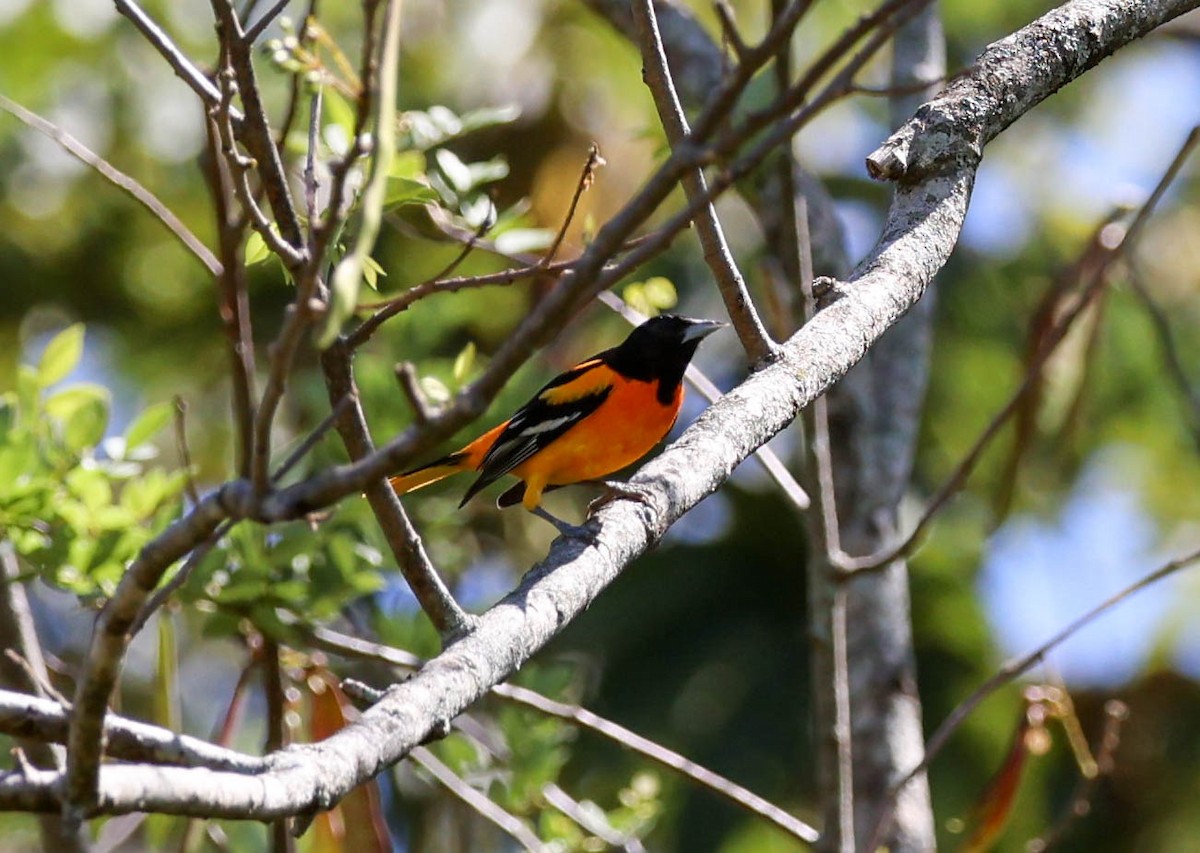 Oriole de Baltimore - ML617528871