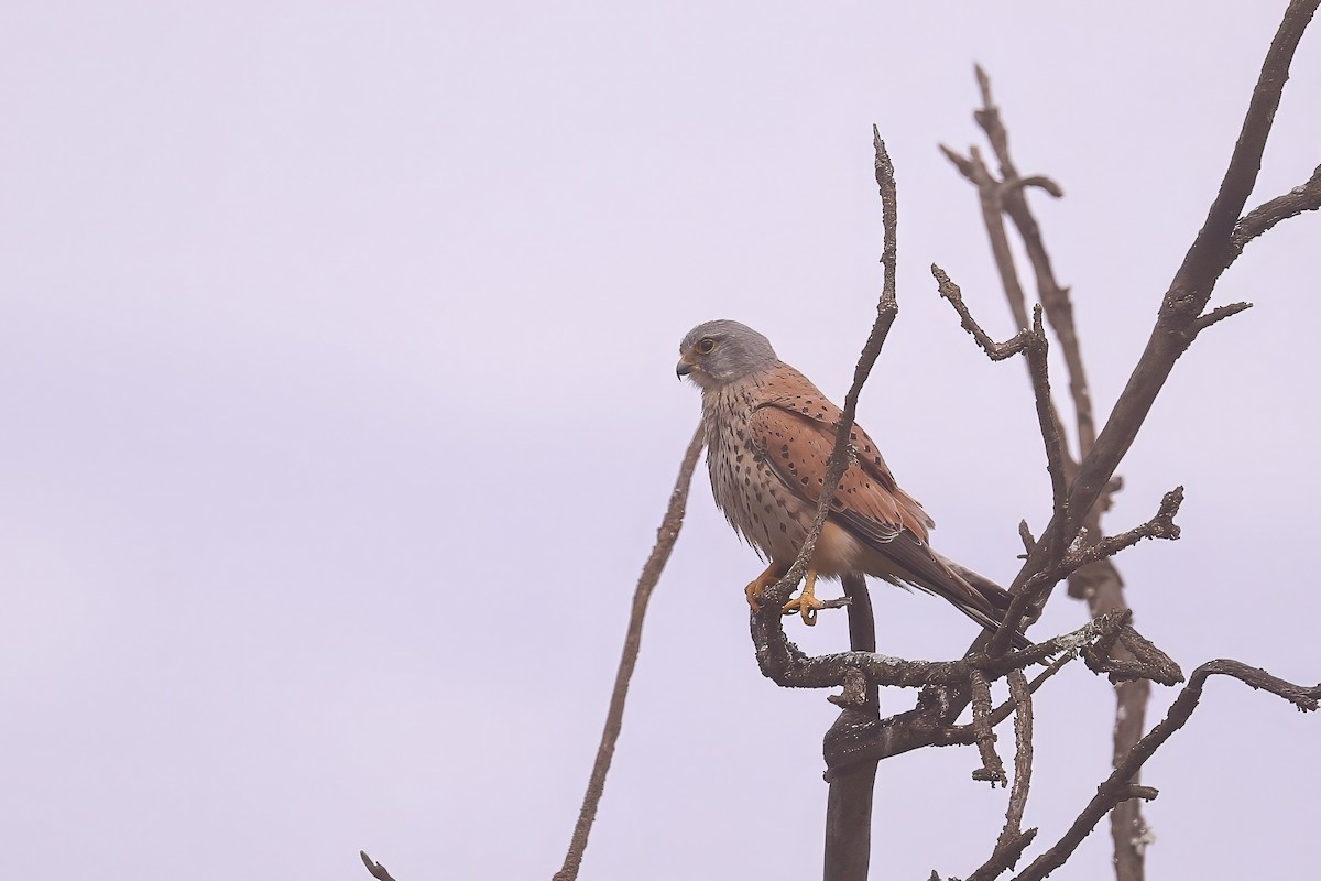 Eurasian Kestrel - Thomas Galewski