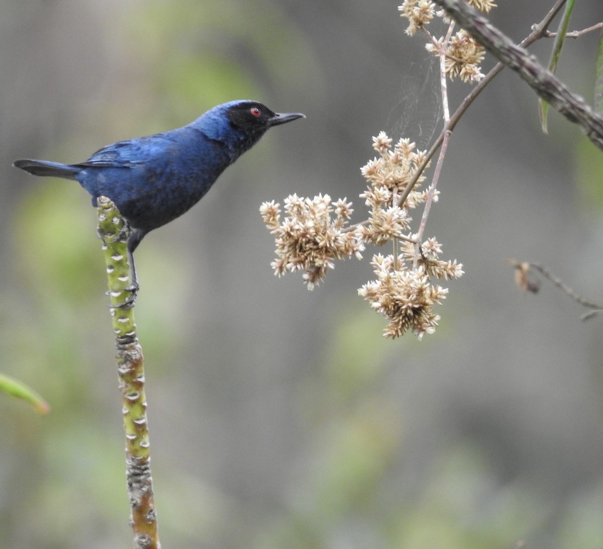 Masked Flowerpiercer - ML617528940