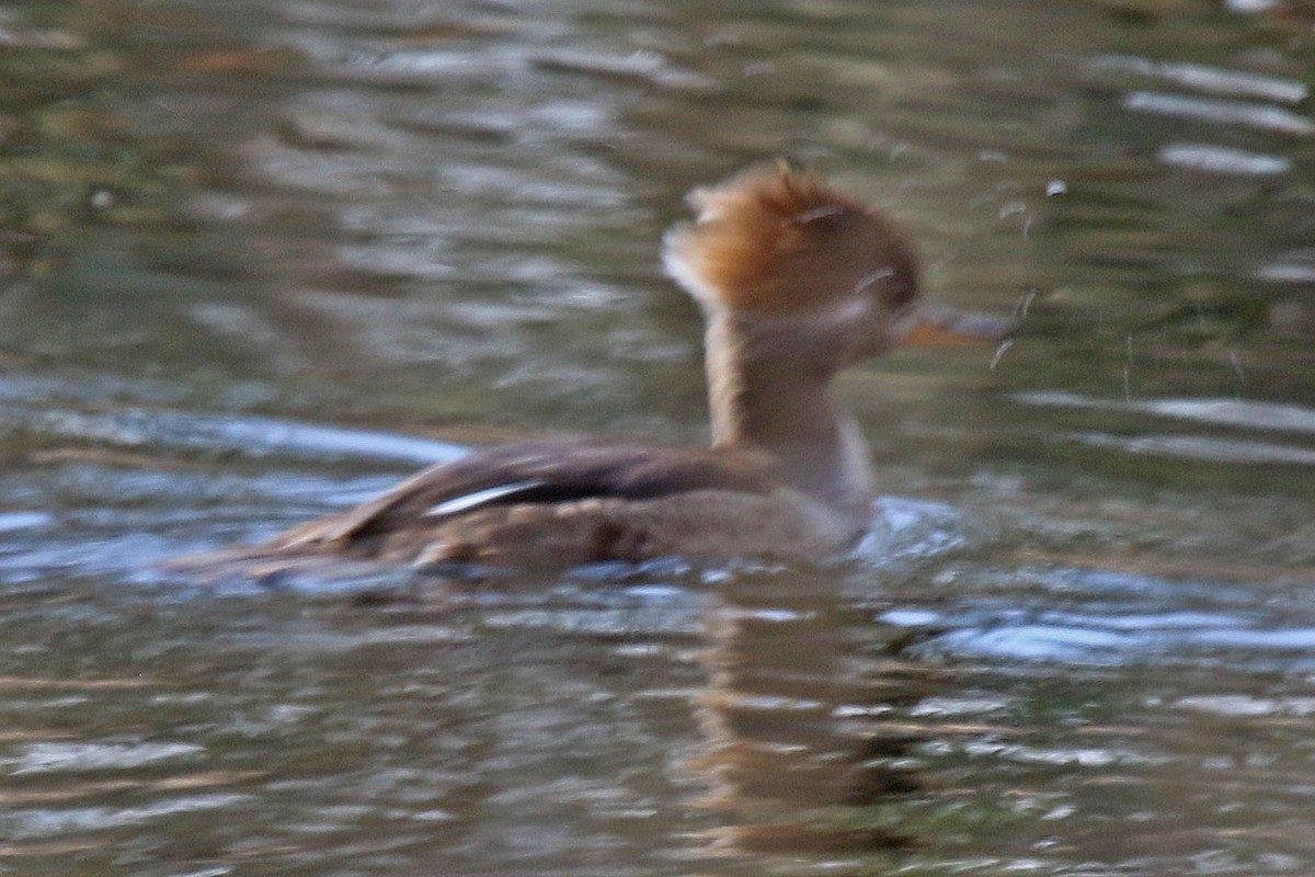 Hooded Merganser - ML617528967