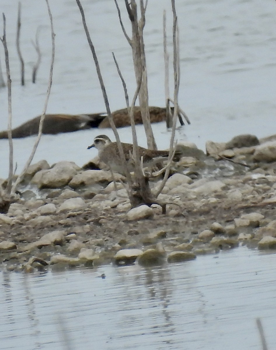 American Golden-Plover - ML617528978