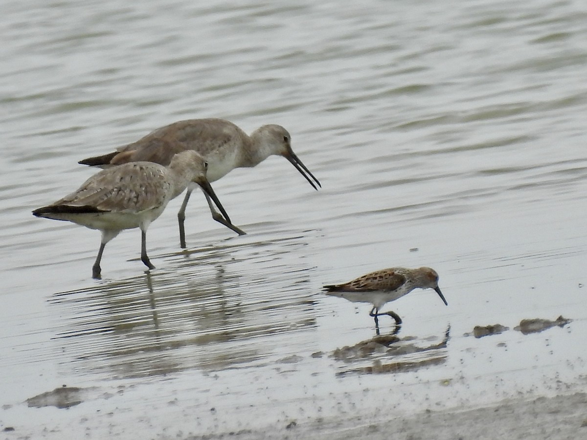 Willet - ML617528999