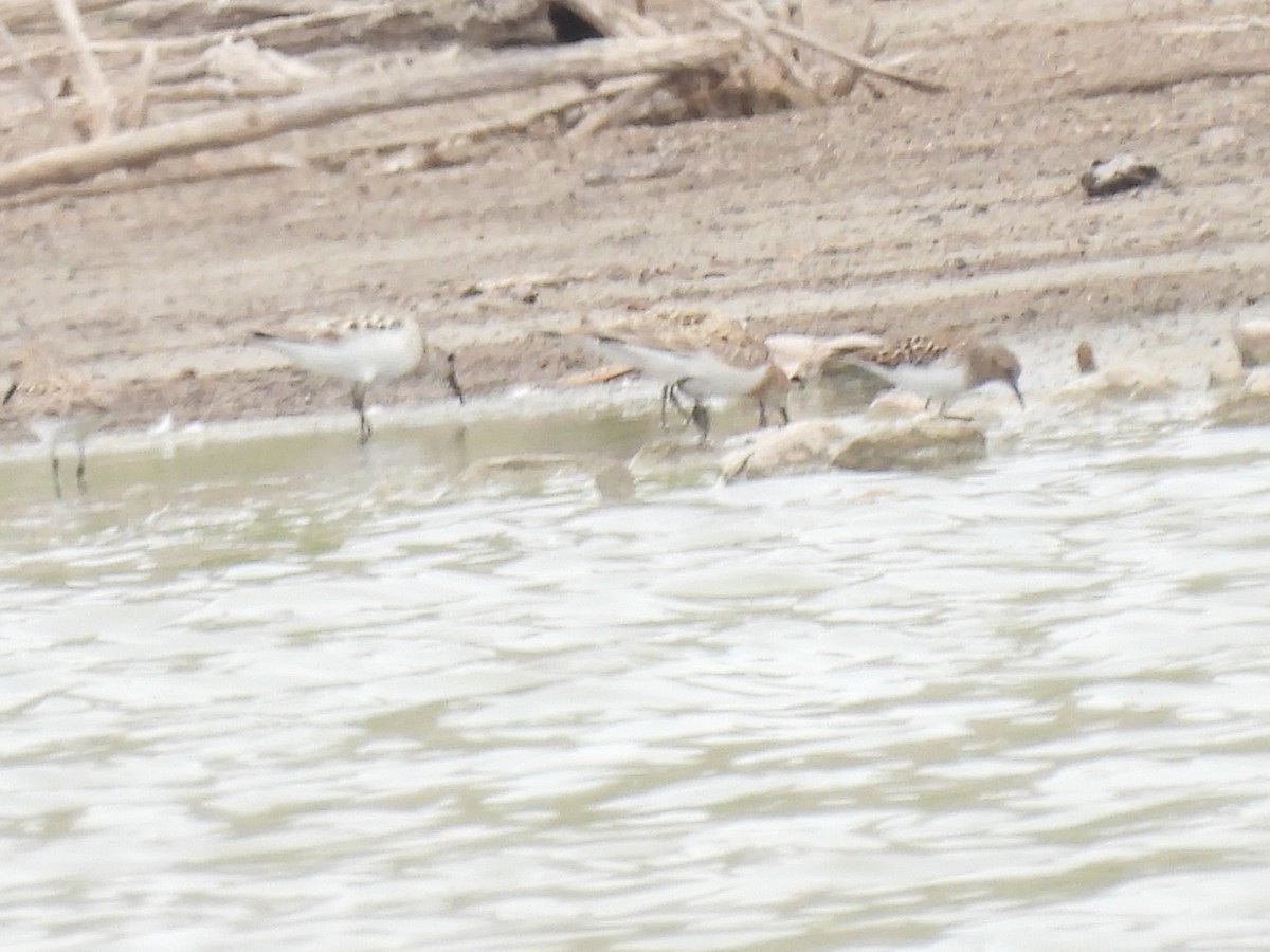 Baird's Sandpiper - ML617529009