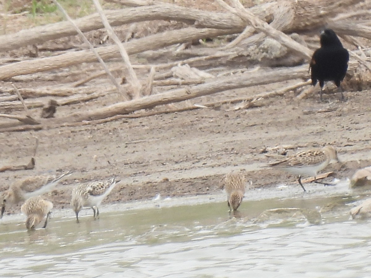 Baird's Sandpiper - ML617529011