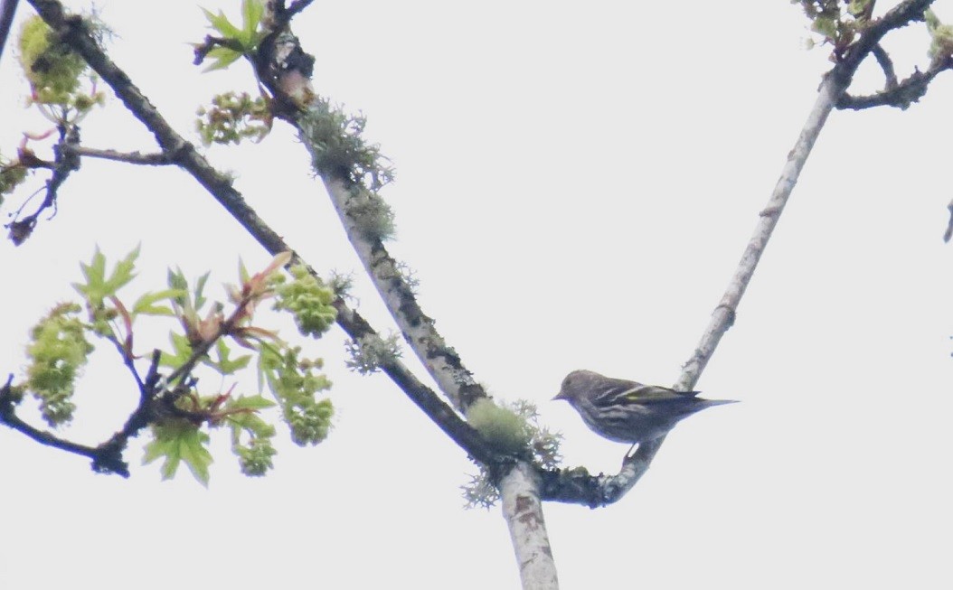 Pine Siskin - Mark Vernon