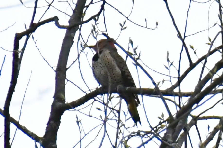 Northern Flicker - ML617529042