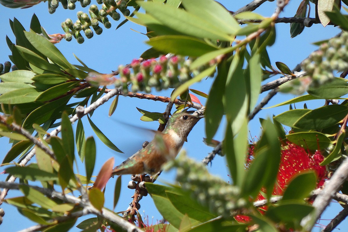 Rufous Hummingbird - ML617529046