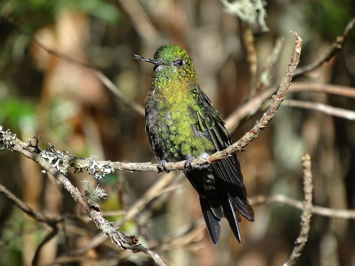 Golden-breasted Puffleg - ML617529058