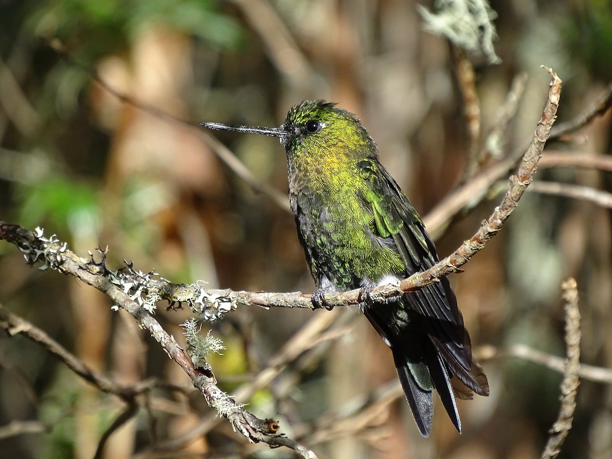 Golden-breasted Puffleg - ML617529059