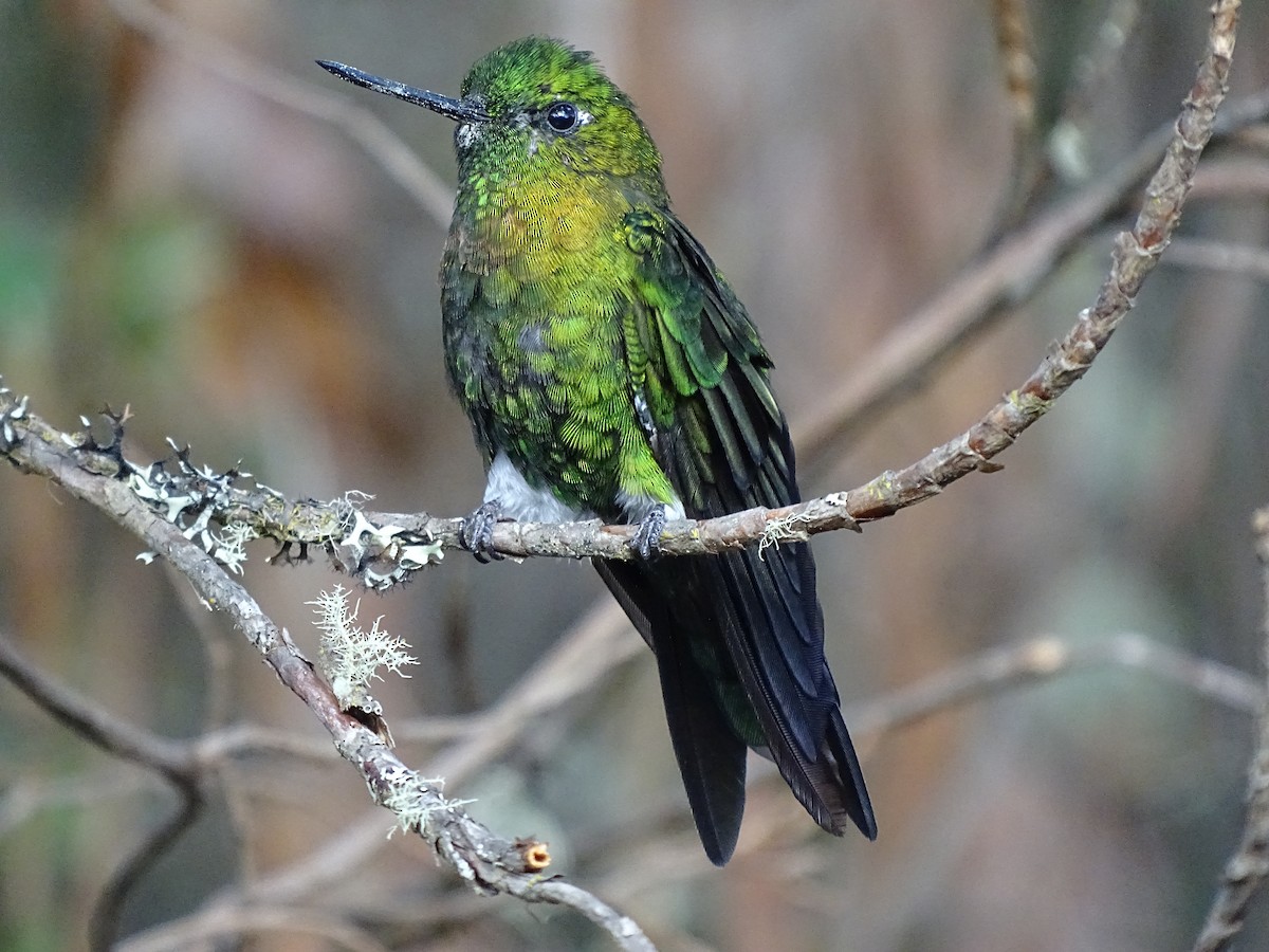 Golden-breasted Puffleg - ML617529060