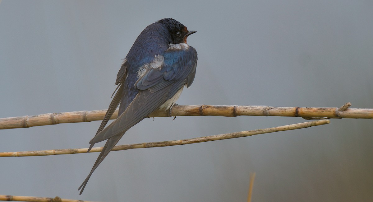 Barn Swallow - João Luís Araújo