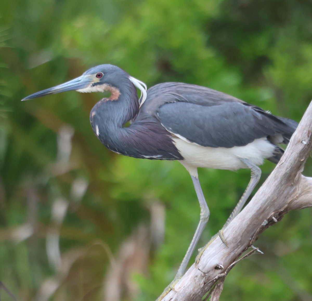 Tricolored Heron - ML617529152