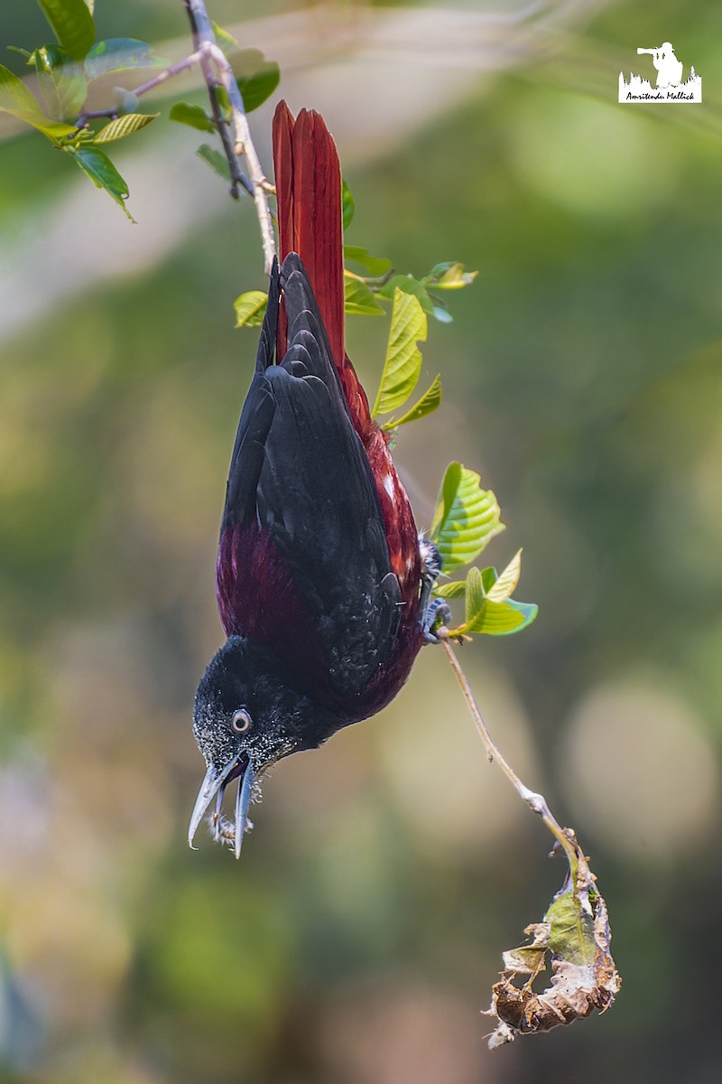 Maroon Oriole - ML617529162