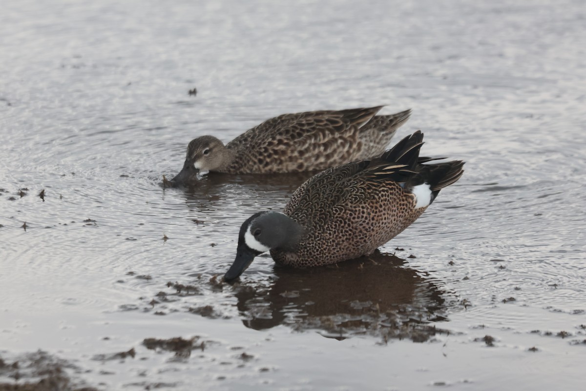 Blue-winged Teal - ML617529180
