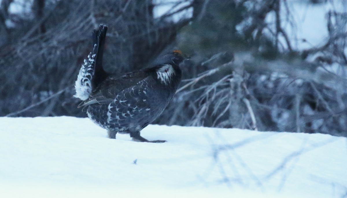 Dusky Grouse - ML617529182