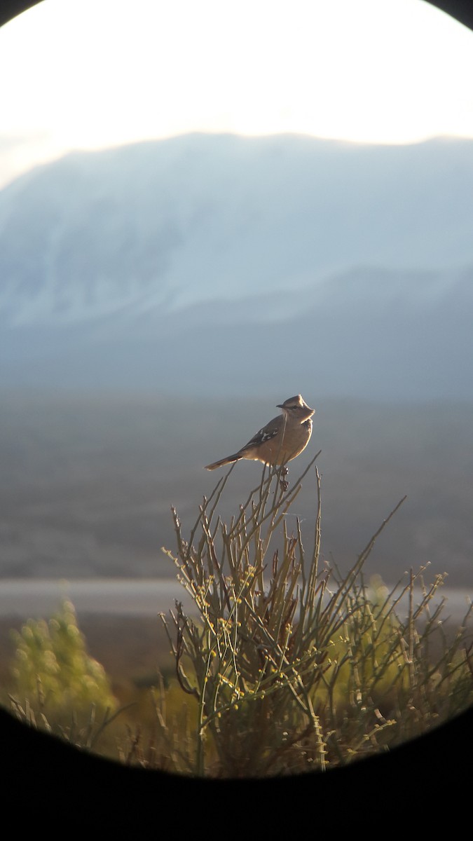 Patagonian Mockingbird - Alejandro Lopez